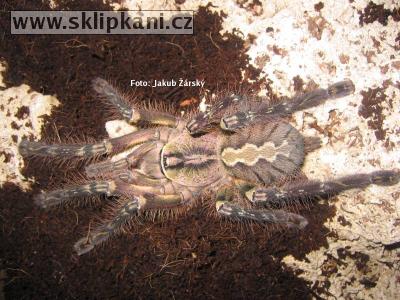 Poecilotheria_ornata