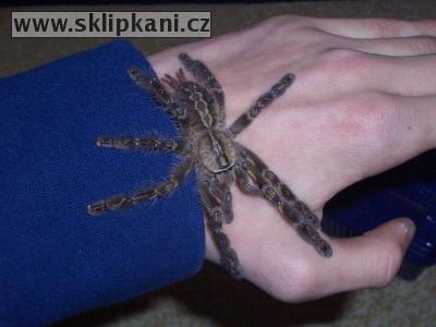 Poecilotheria_ornata