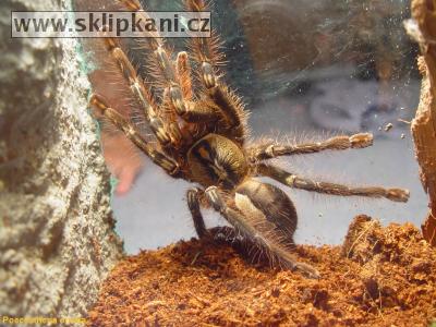 Poecilotheria-ornata