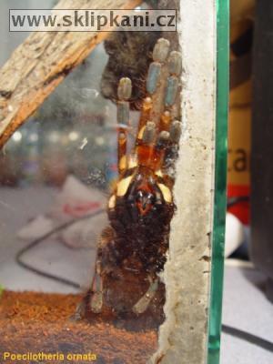 Poecilotheria-ornata