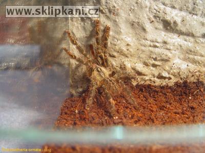 Poecilotheria_ornata