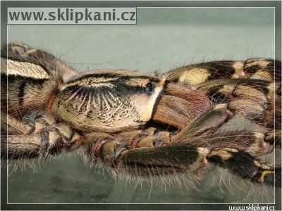 Poecilotheria-ornata