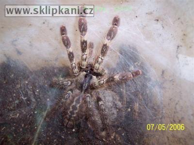 Poecilotheria-pederseni