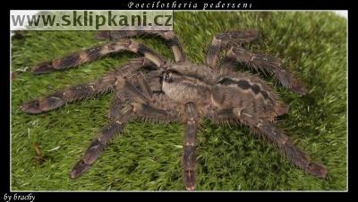 Poecilotheria-pederseni