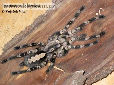 Poecilotheria_pederseni