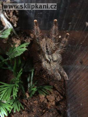 Poecilotheria-pederseni