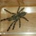 Poecilotheria pederseni