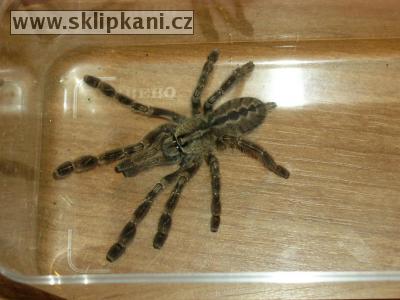 Poecilotheria_pederseni