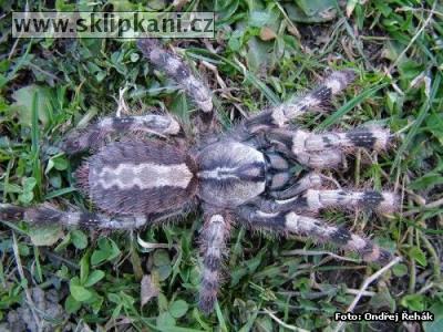 Poecilotheria_pederseni