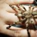 Poecilotheria regalis