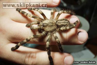 Poecilotheria-regalis