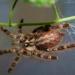 Poecilotheria regalis