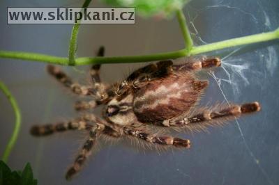 Poecilotheria_regalis