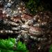 Poecilotheria regalis