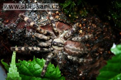 Poecilotheria-regalis