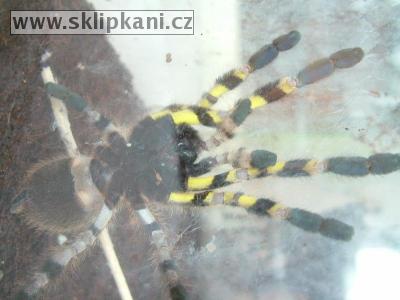 Poecilotheria-regalis