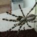 Poecilotheria regalis