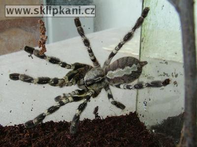 Poecilotheria-regalis