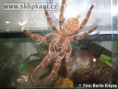 Poecilotheria_regalis