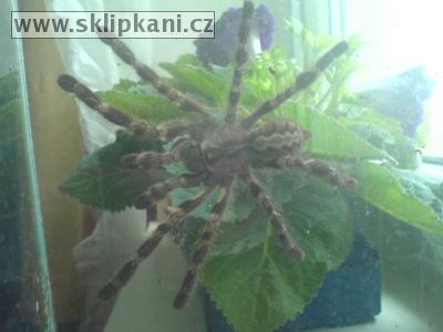 Poecilotheria_regalis