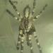 Poecilotheria regalis