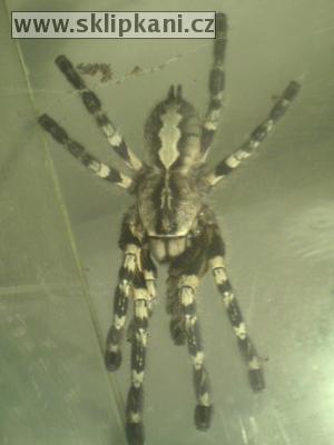 Poecilotheria_regalis