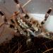 Poecilotheria regalis