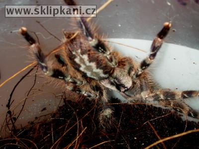 Poecilotheria_regalis