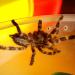 Poecilotheria regalis