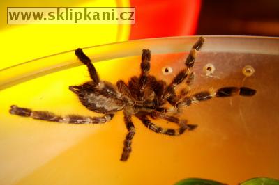 Poecilotheria-regalis