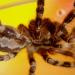 Poecilotheria regalis