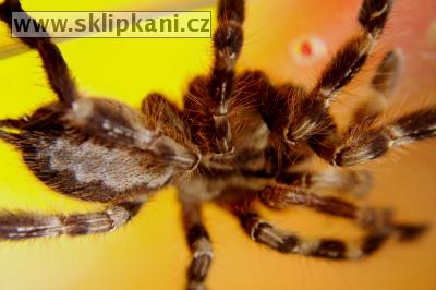 Poecilotheria_regalis