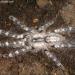 Poecilotheria regalis