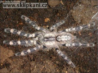 Poecilotheria-regalis