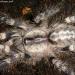 Poecilotheria regalis