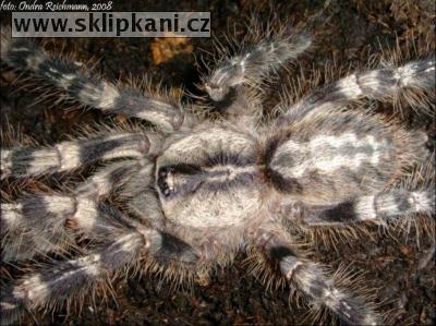 Poecilotheria_regalis