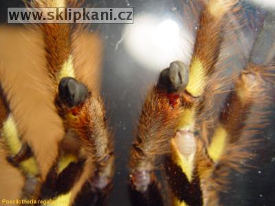 Poecilotheria_regalis