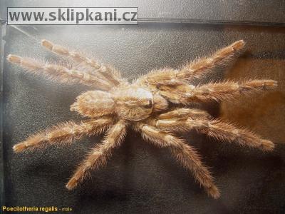 Poecilotheria-regalis