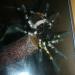 Poecilotheria regalis