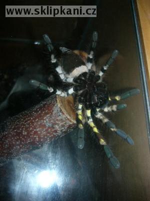 Poecilotheria_regalis