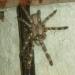 Poecilotheria regalis