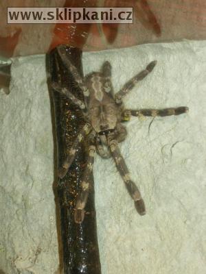 Poecilotheria_regalis