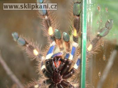 Poecilotheria-rufilata