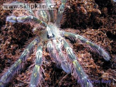 Poecilotheria-rufilata