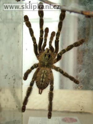 Poecilotheria_rufilata