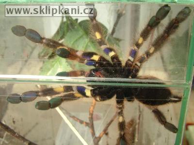 Poecilotheria-rufilata