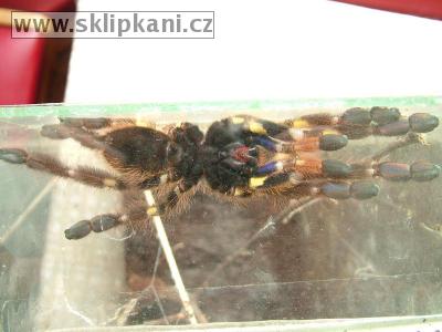 Poecilotheria_rufilata