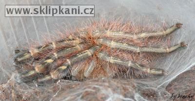 Poecilotheria-rufilata