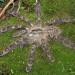 Poecilotheria rufilata