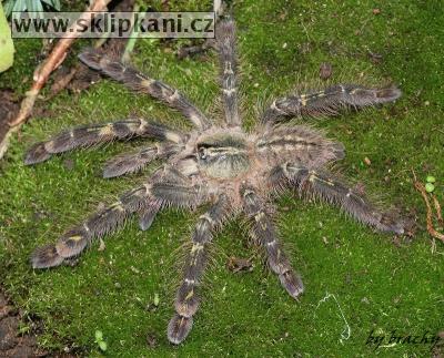 Poecilotheria_rufilata